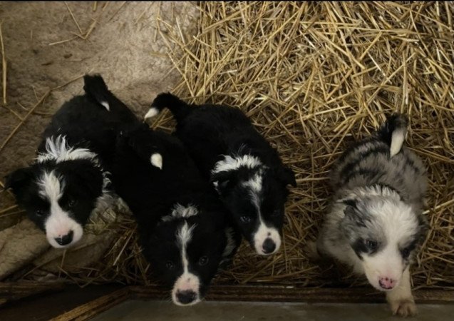 Border collie