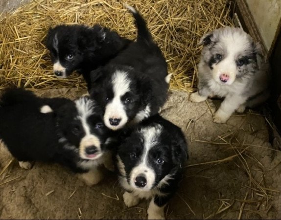 Border collie