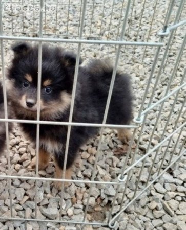 Pomerániai törpe spitz szerű kiskutya eladó