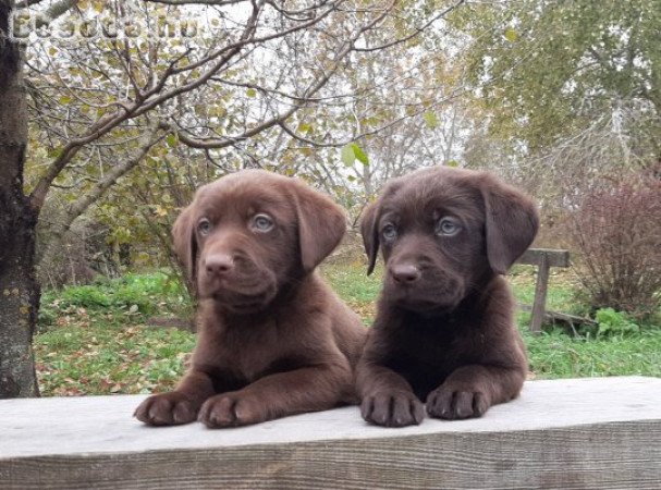 (csoki)barna labrador retriever eladó kiskutyák