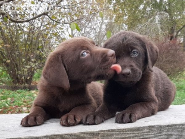 (csoki)barna labrador retriever eladó kiskutyák