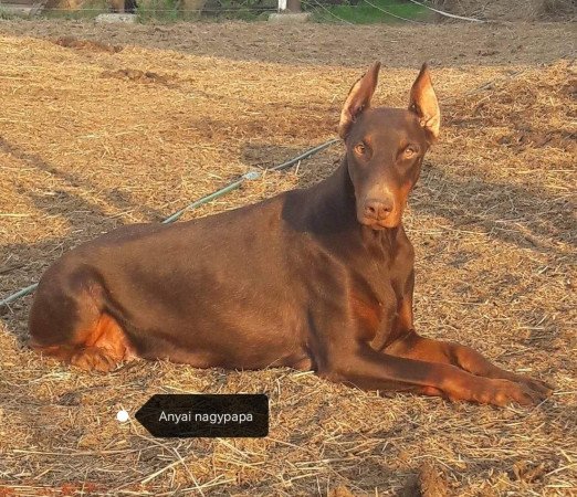 Eladó Dobermann kölykök