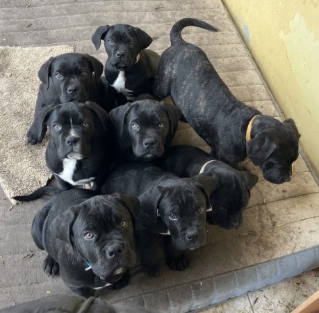 Cane Corso