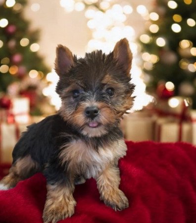 Yorkshire Terrier