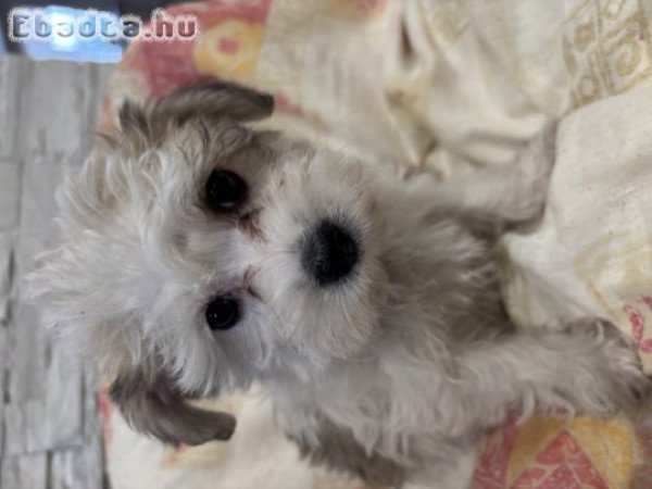 Szépséges bichon havanese kiskutyák