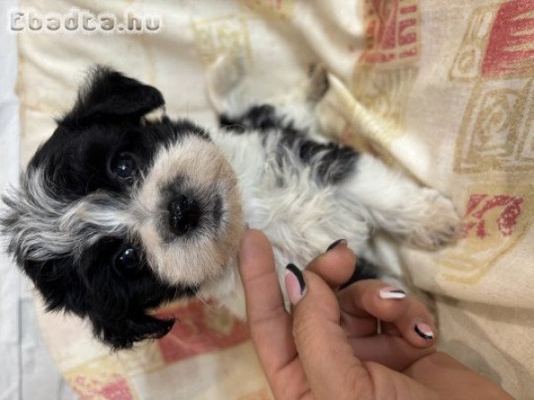 Szépséges bichon havanese kiskutyák