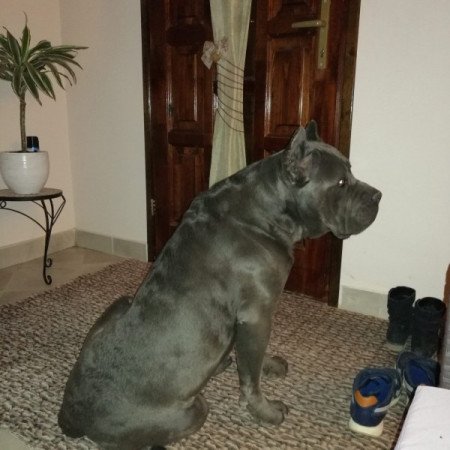 Cane corso