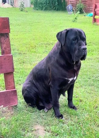 Cane corso