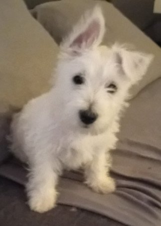 West highland white terrier