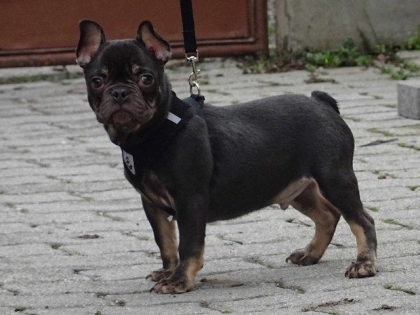 Francia bulldog