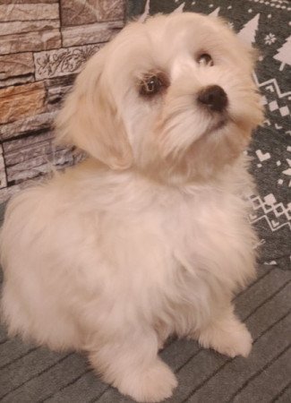 Bichon havanese