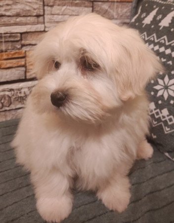 Bichon havanese