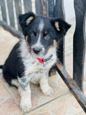 Border collie