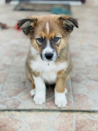 Border collie