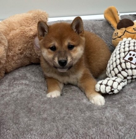 Shiba inu