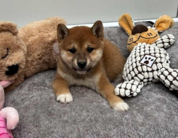 Shiba inu