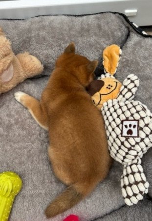 Shiba inu