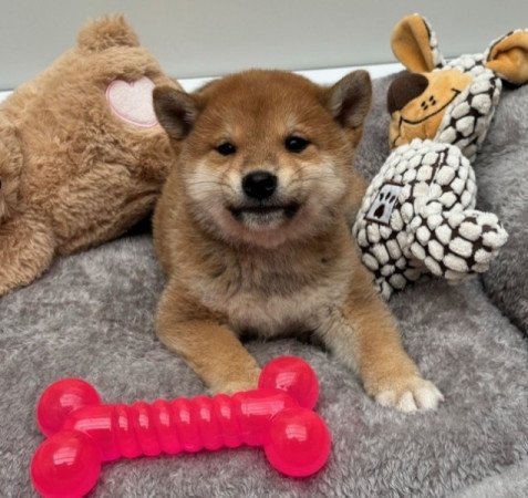 Shiba inu