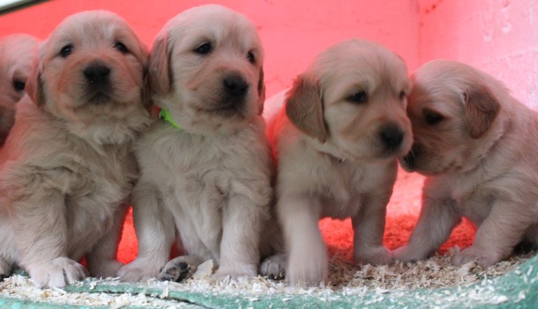 Fajtiszta jellegű golden retriver