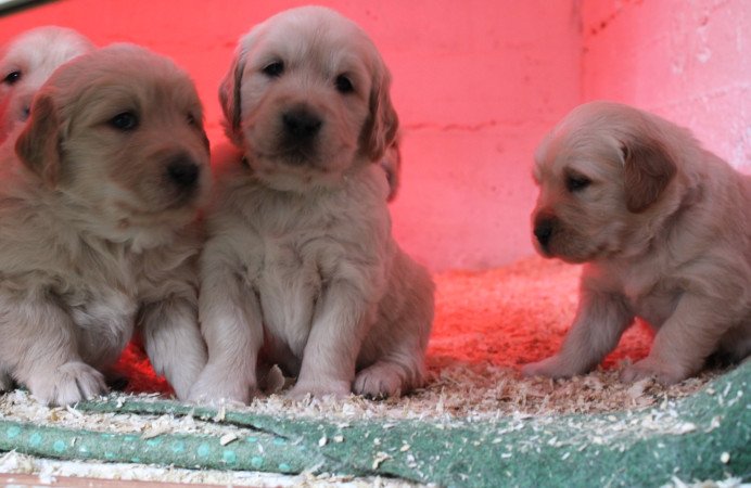 Fajtiszta jellegű golden retriver