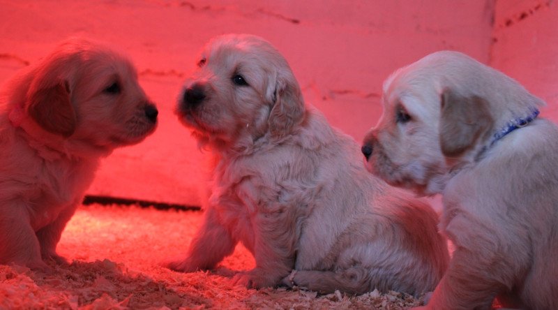 Fajtiszta jellegű golden retriver