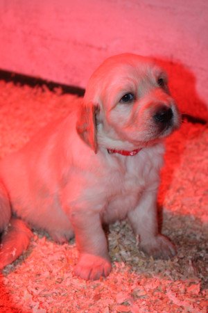 Fajtiszta jellegű golden retriver