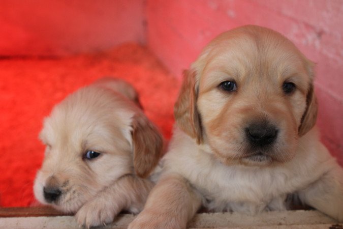 Fajtiszta jellegű golden retriver