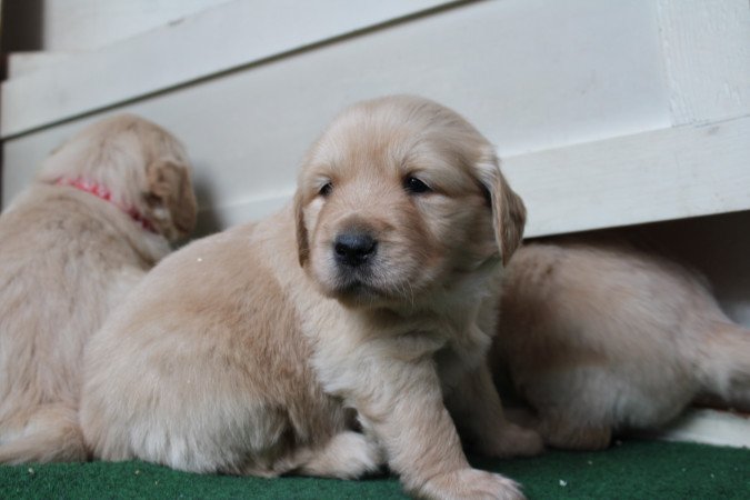 Fajtiszta jellegű golden retriver