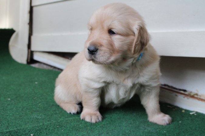 Fajtiszta jellegű golden retriver