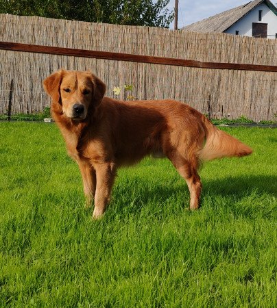 Fajtiszta jellegű golden retriver