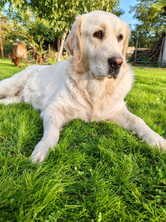 Fajtiszta jellegű golden retriver