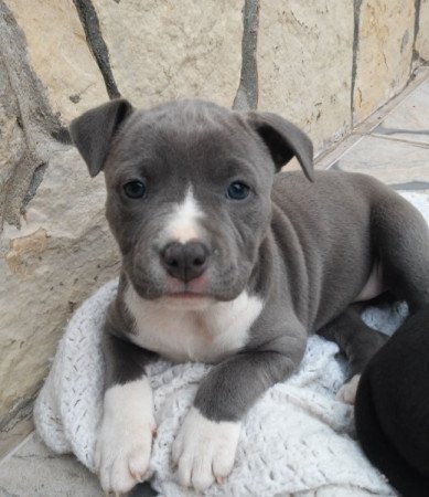 Staffordshire terrier