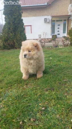 Chow chow Chow chow Puppies