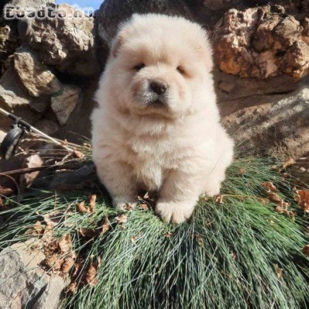 Chow chow Chow chow Puppies