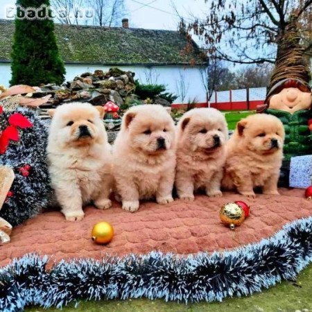 Chow chow Chow chow Puppies