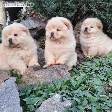 Chow chow Chow chow Puppies