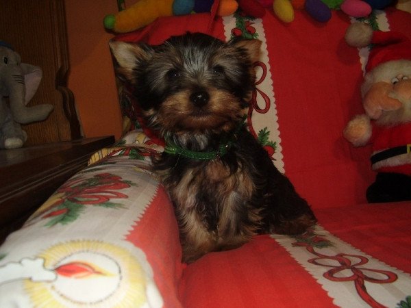 Yorkshire terrier