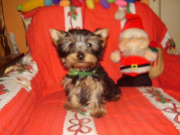 Yorkshire terrier