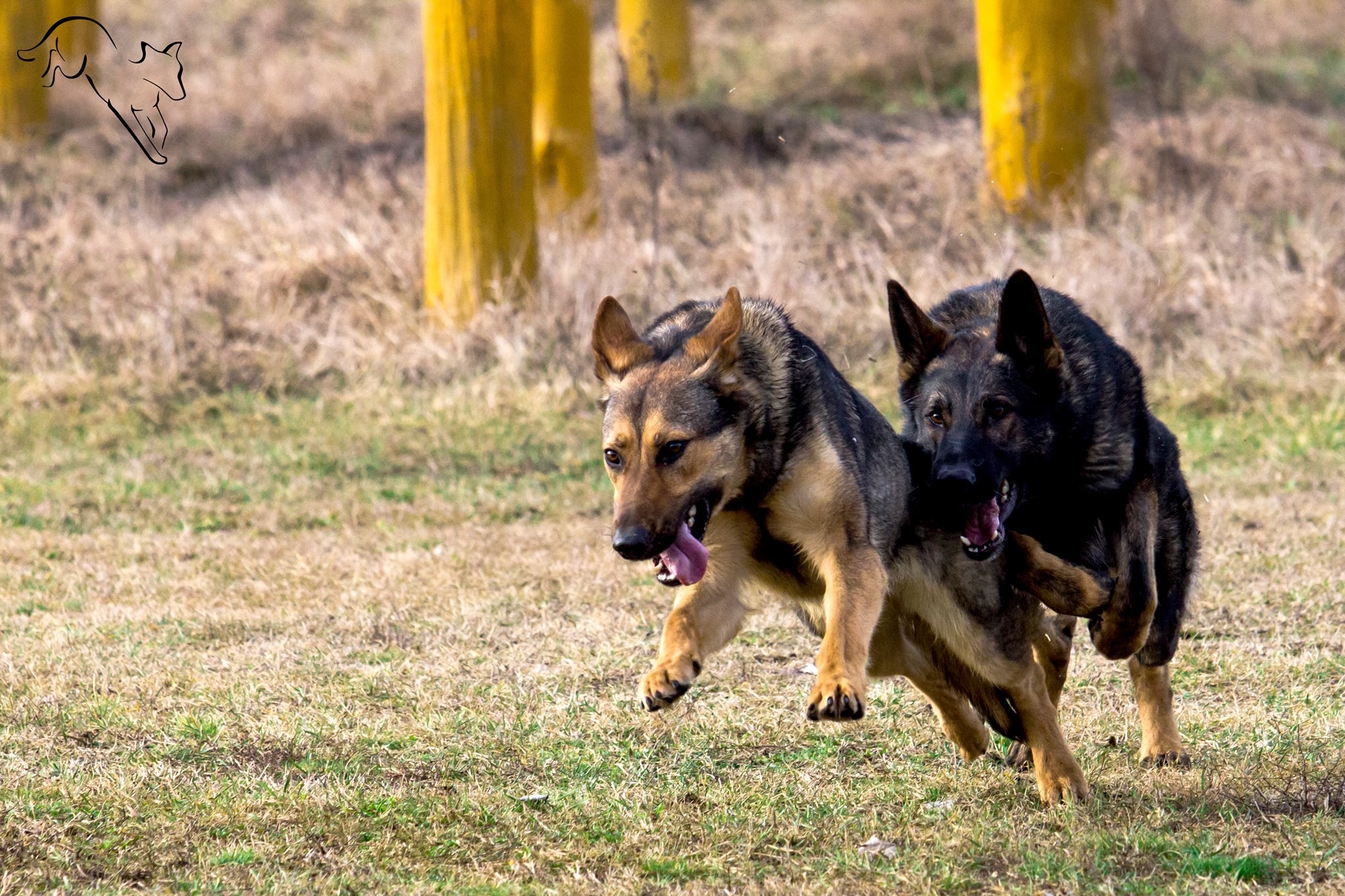 Hétegyházi kutyaiskola