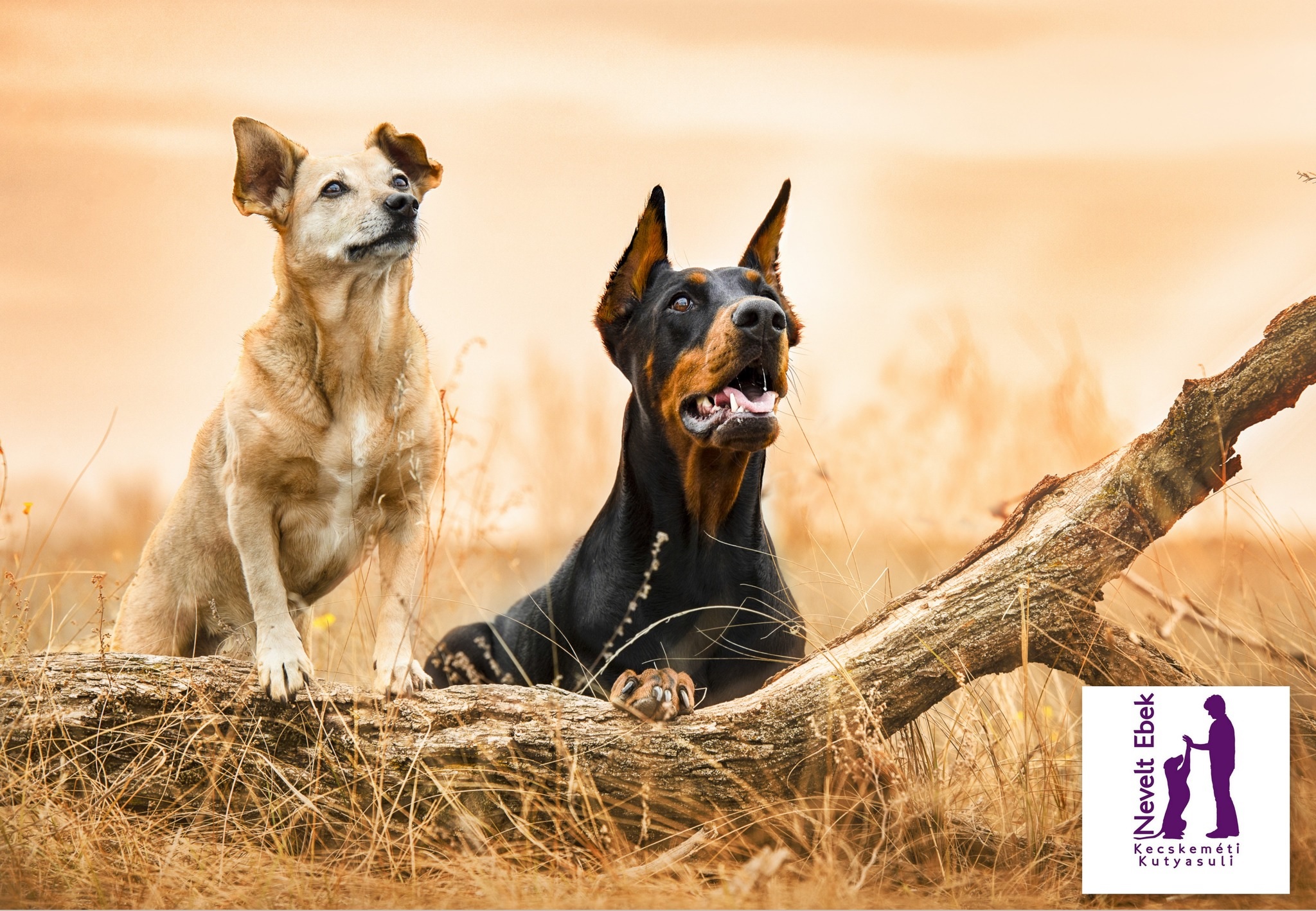 Nevelt Ebek Kecskeméti Kutyaiskola