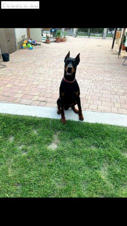 Dobermann kölyök szukák 06202422968