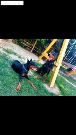 Dobermann kölyök szukák 06202422968