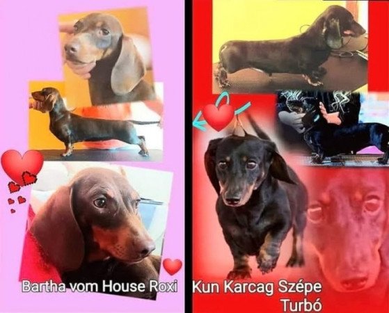 tacskó törpe tacskó kaninchen tacskó teckel dachshund