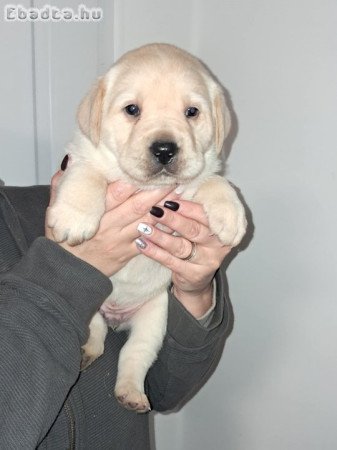 Labtador Retriever Fajtatiszta kölyök