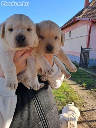 Labtador Retriever Fajtatiszta kölyök