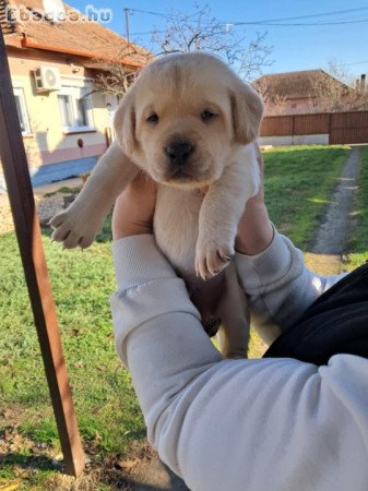 Labtador Retriever Fajtatiszta kölyök