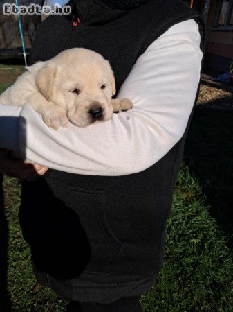 Labtador Retriever Fajtatiszta kölyök