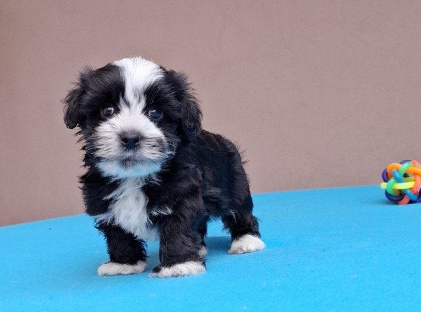 Bichon havanese