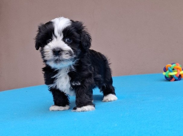 Bichon havanese