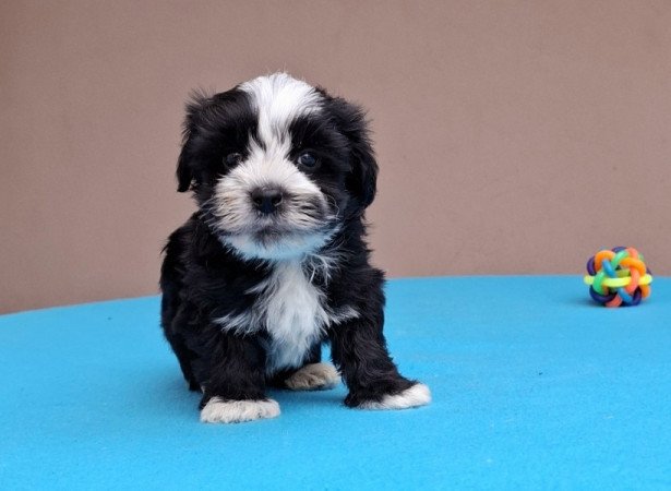 Bichon havanese